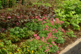 Dicentra 'King of Hearts' RCP5-06 139.jpg